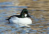 Common Goldeneye